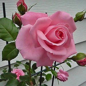 Meet your Posher, Carol